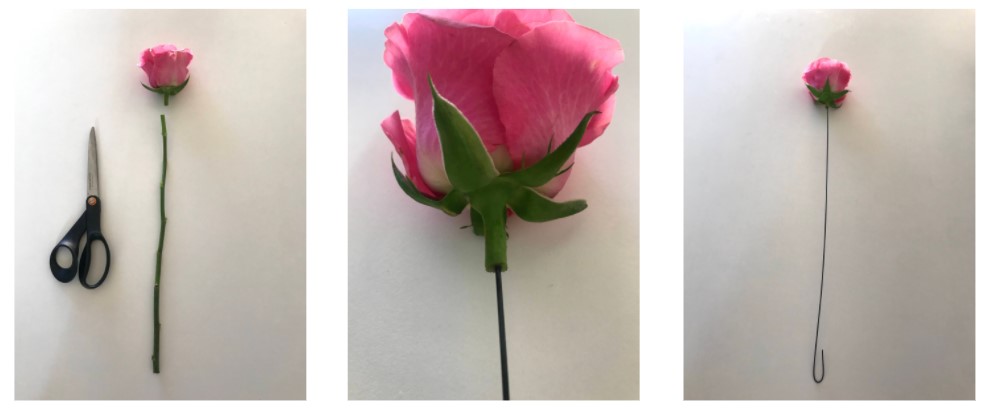 rose med en saks og afklippet blomsterhovede med tråd bundet omkring