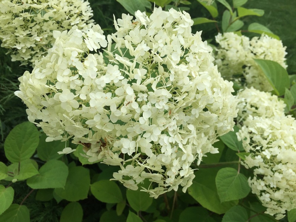 Træagtig hortensia