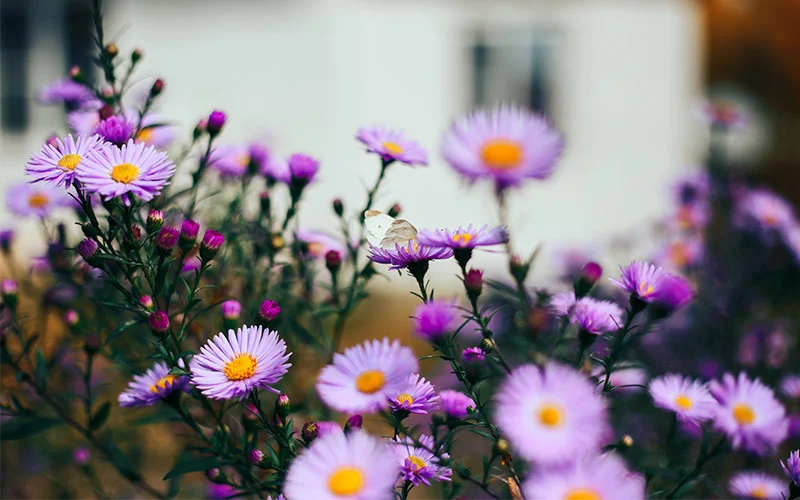 Asters