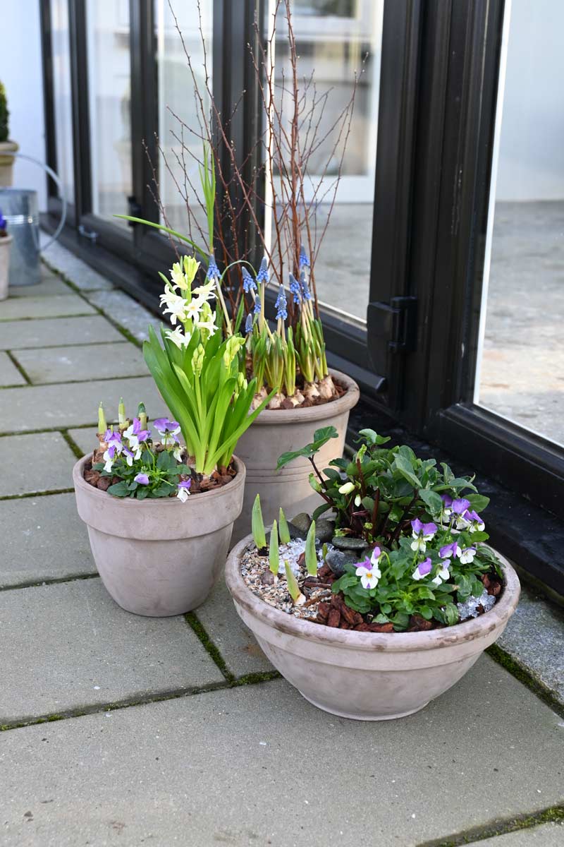 Forårsblomster som hyacinter, perlehyacinter, stedmorplanter i lerkrukker foran drivhus