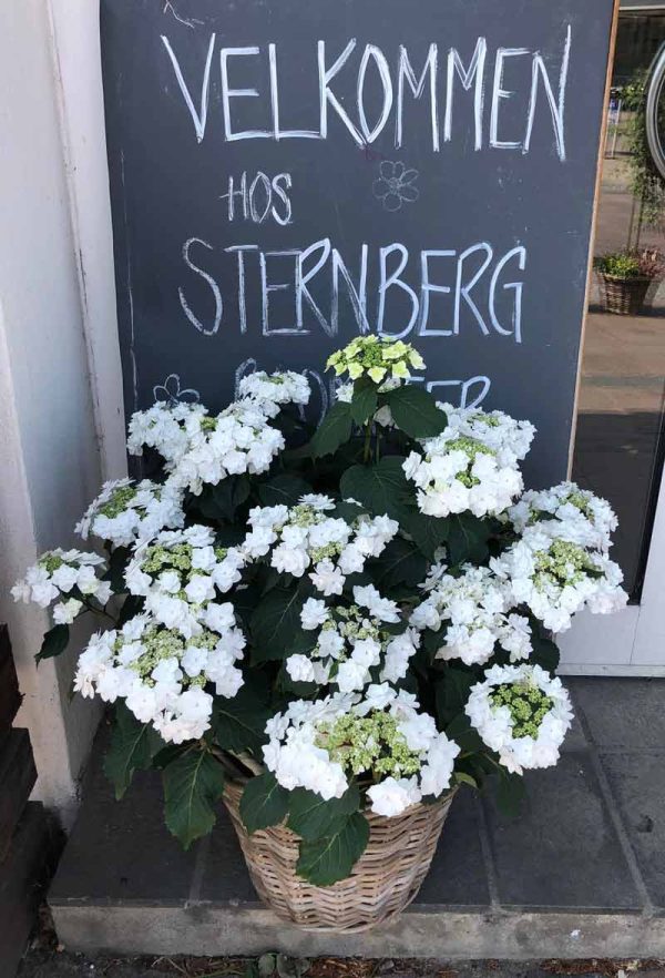 En tavle på butiksfacaden, hvor der står "Velkommen hos Sternberg Blomster"