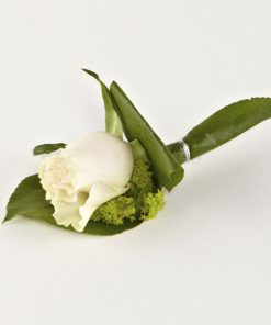 Knaphulsblomst, almindelig rose