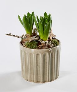 Dekoration af hyacinter