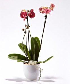 Pink orkide i skjuler