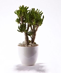 Grøn plante i skjuler