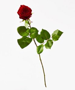 Nedkastningsrose - rød