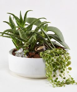 Grønt plantearrangement