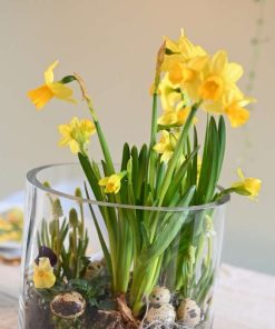 Nårbillede af en gul påskelilje