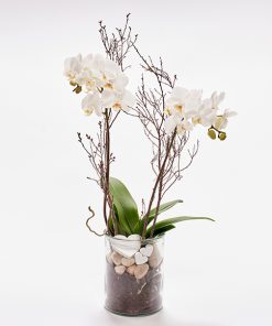 Romantisk orkidé, floristens valg