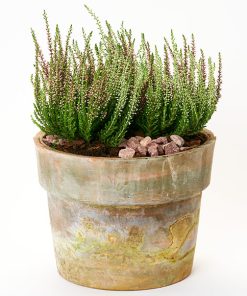 Skønne lyng i krukke