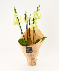 Glædelig orkidégave