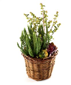 Efterårs beplantning i kurv