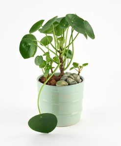 Pilea i glaseret skjuler