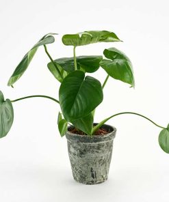 Monstera i rustik skjuler