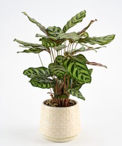 Grøn fyldig plante i neutral skjuler