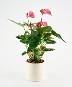 Anthurium i lys krukke