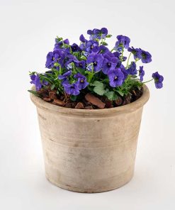 Smukke hornvioler i krukke