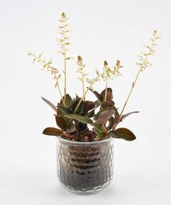 Eksotisk stueplante i glas skjuler