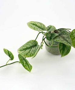 Grøn plante med hængende vækst