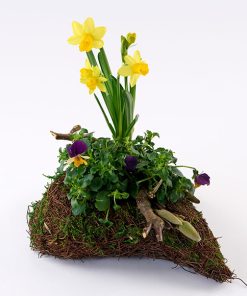 Forårs gravhjerte, floristens valg