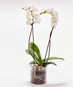 Hvid orkide i glasskjuler