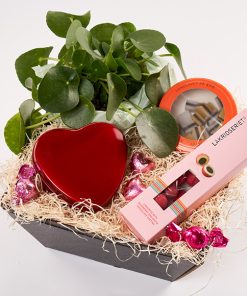 Yndig kurv med plante