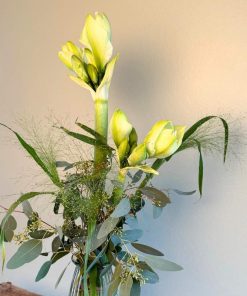 Hvid amaryllis med forskelligt grønt