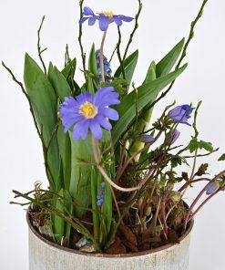 Forårsbeplantning i zinkpotte.