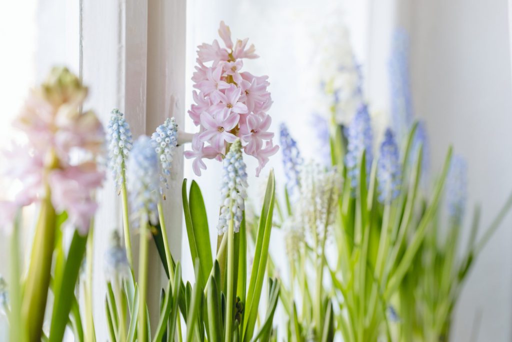 Hyacinter og perlehyacinter i vindueskarm.