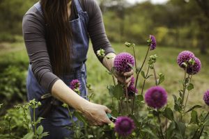 En kvinde klipper dahlia stilke i haven.